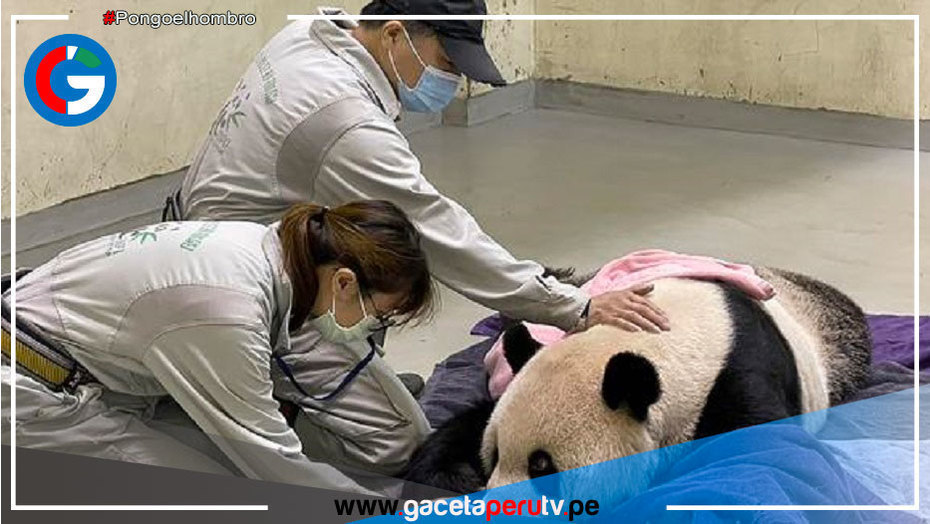 Muere en Taiwán Tuan Tuan, el panda donado por China