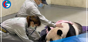 Muere en Taiwán Tuan Tuan, el panda donado por China