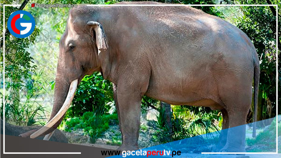 E.E.U.U.: Murió ‘Dalip’, el elefante asiático más viejo