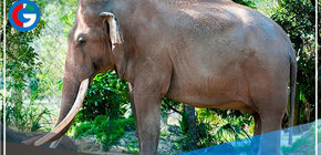 E.E.U.U.: Murió ‘Dalip’, el elefante asiático más viejo