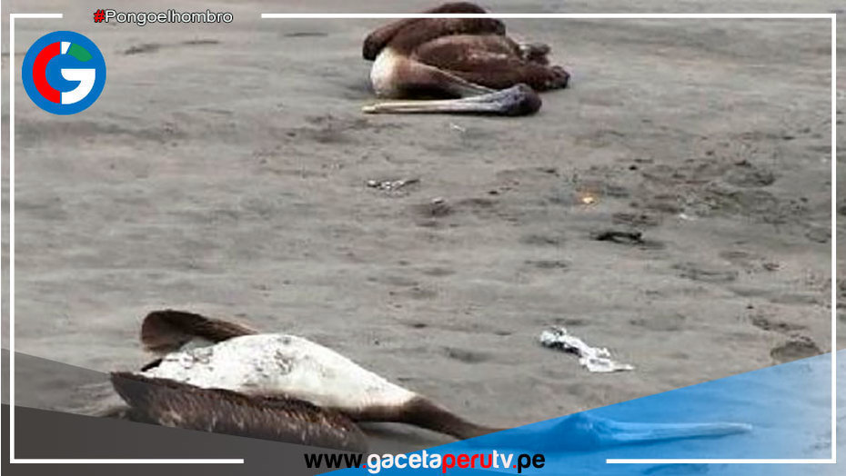 Detectan casos de aves con gripe aviar H5N1 en Chepén y Pacasmayo