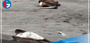 Detectan casos de aves con gripe aviar H5N1 en Chepén y Pacasmayo