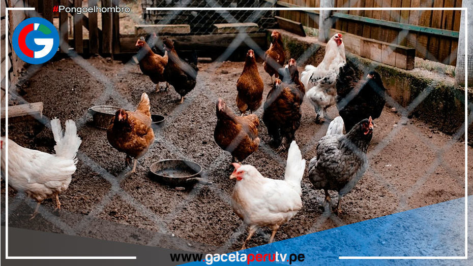 Detectan el primer brote de influenza aviar H5N1 en aves de corral en Lambayeque