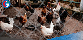 Detectan el primer brote de influenza aviar H5N1 en aves de corral en Lambayeque 