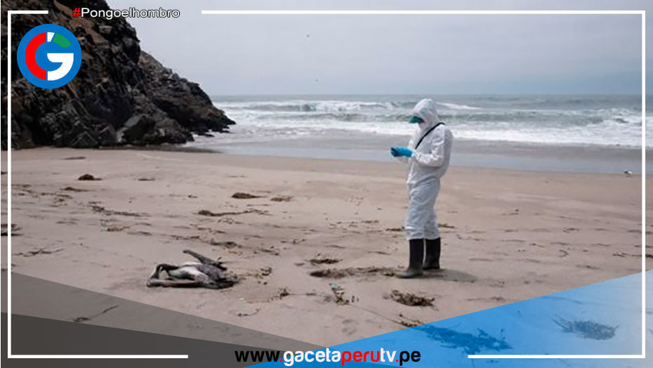 Más de 13 mil aves silvestres marinas han muerto por la influenza aviar