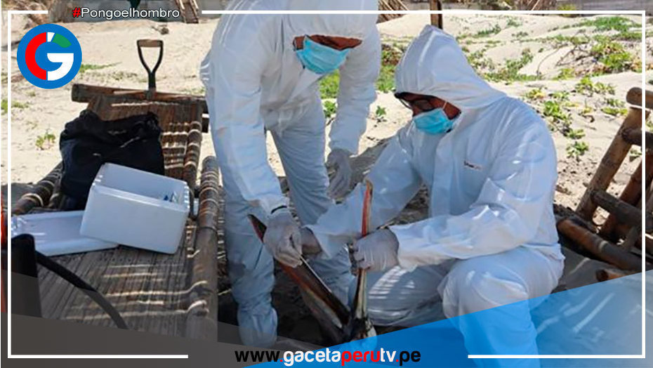 Declaran emergencia sanitaria a nivel nacional por influenza aviar