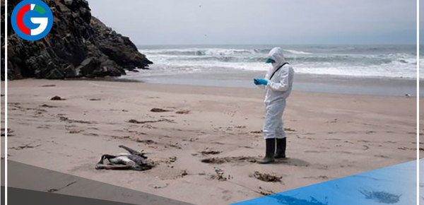 Más de 13 mil aves silvestres marinas han muerto por la influenza aviar