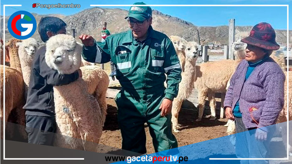 Brindaron asistencia técnica a 4,151 pequeños productores alpaqueros de 8 regiones