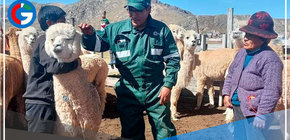 Brindaron asistencia técnica a 4,151 pequeños productores alpaqueros de 8 regiones