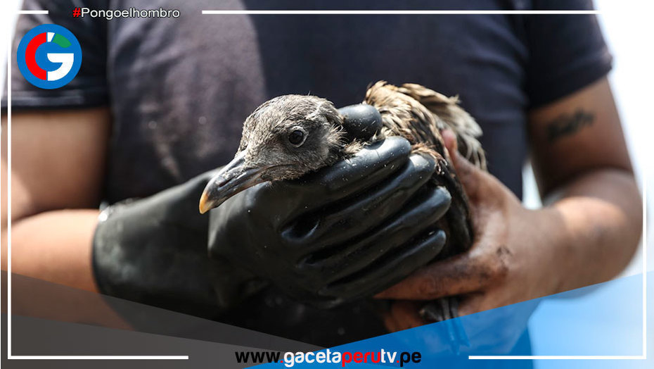 Aprueban Guía para el manejo de fauna silvestre ante derrame de derrame de petróleo