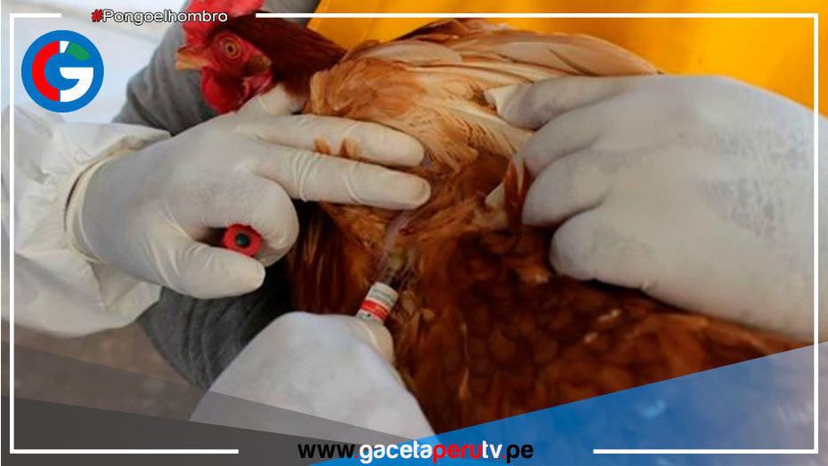 Brote de gripe aviar: "Acción se centra al control de las aves domésticas"