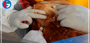 Brote de gripe aviar: "Acción se centra al control de las aves domésticas"