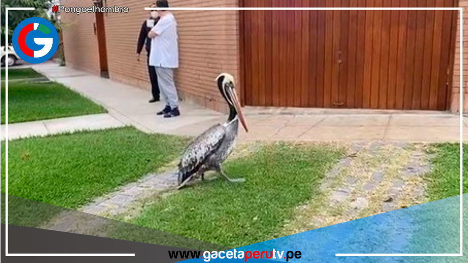 Serfor pone a disposición número para reportar aparición de aves afectadas