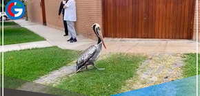 Serfor pone a disposición número para reportar aparición de aves afectadas