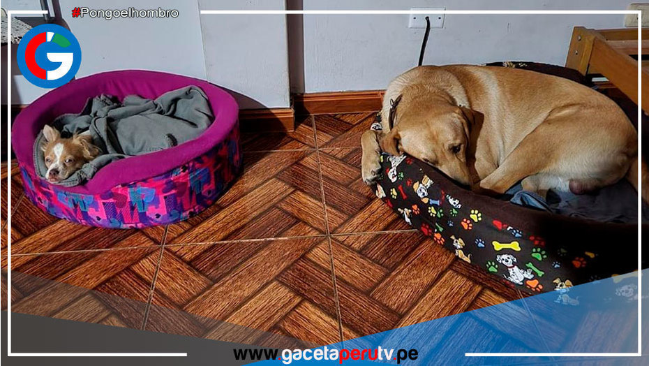 ¿Qué problemas afectan más a las mascotas en fiestas de fin de año?