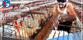 La enfermedad que amenaza el precio del pollo