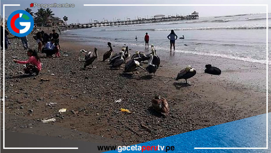 "Bañarse en el mar no da este tipo de enfermedad"