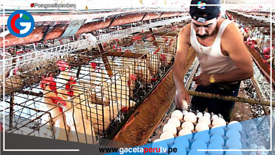 La enfermedad que amenaza el precio del pollo