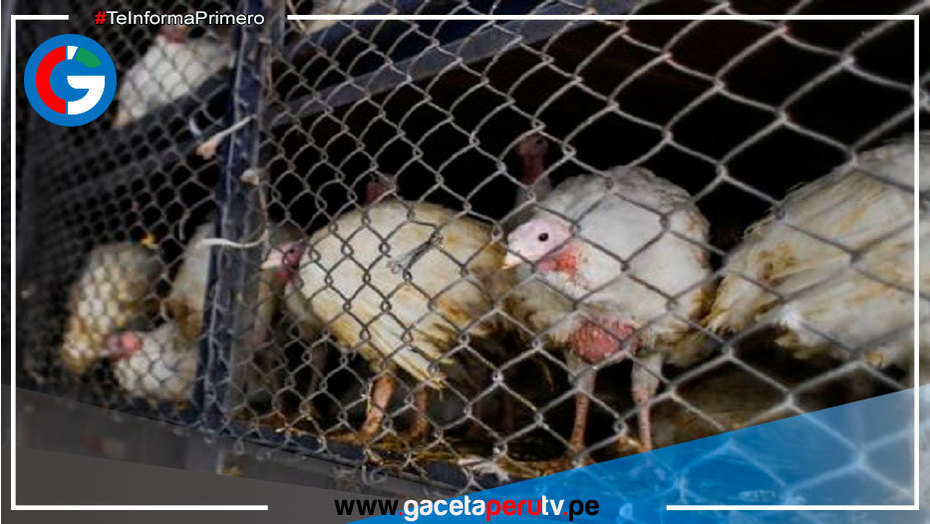 La venta de pavo cae un 20 % en y recuperación es lenta en Trujillo