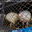 La venta de pavo cae un 20 % en y recuperación es lenta en Trujillo