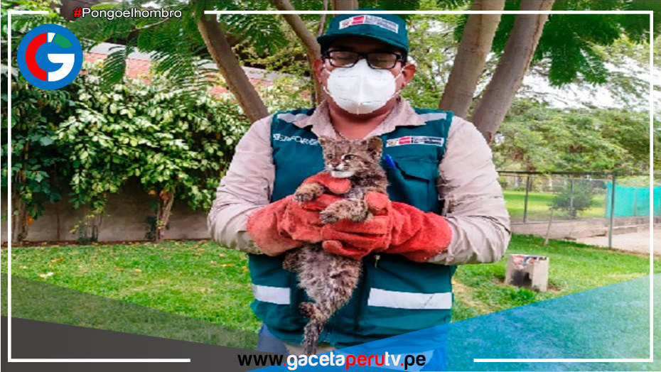 Rescatan 332 animales silvestres criados como mascotas