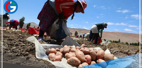 Destinan más de S/ 14 millones para la subvención de planes de negocio de mujeres rurales e indígenas