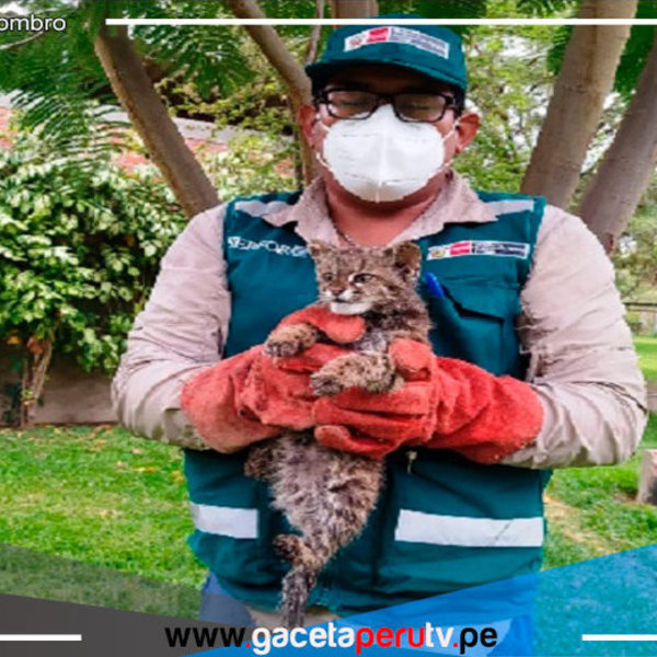 Rescatan 332 animales silvestres criados como mascotas