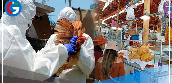 Gripe aviar en Perú y sus formas de contagio a humanos de la influenza H5N1