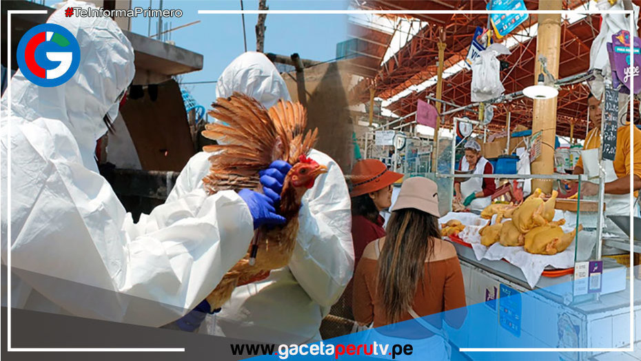 Gripe aviar en Perú y sus formas de contagio a humanos de la influenza H5N1