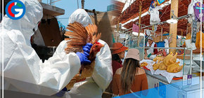 Gripe aviar en Perú y sus formas de contagio a humanos de la influenza H5N1