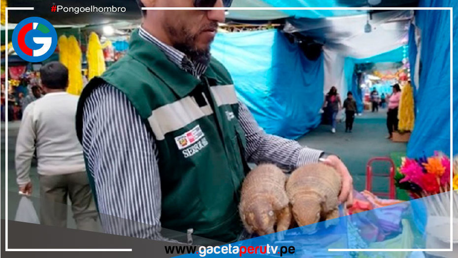 Arequipa: Uso de quirquinchos para rituales de fin de año es un acto de crueldad animal