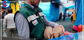 Arequipa: Uso de quirquinchos para rituales de fin de año es un acto de crueldad animal