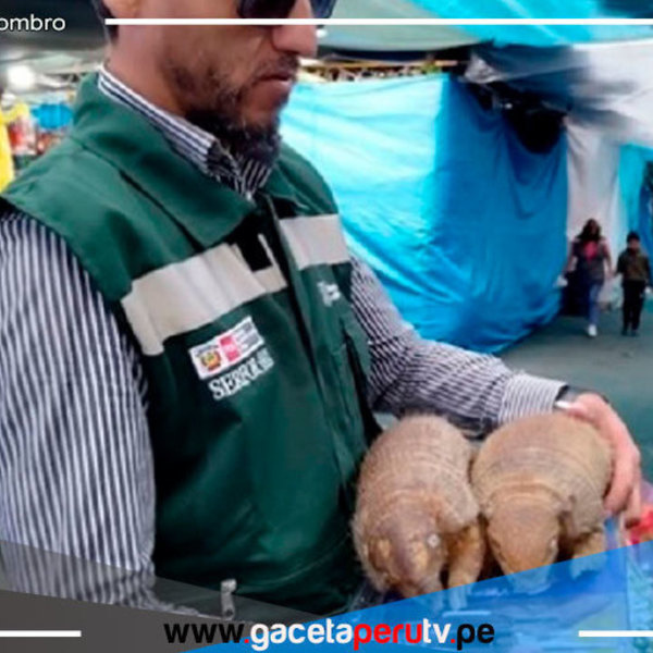 Arequipa: Uso de quirquinchos para rituales de fin de año es un acto de crueldad animal