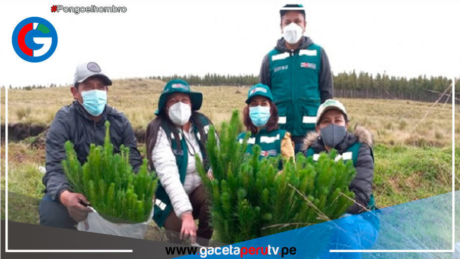Siembran 9,000 plantones de pino en comunidad campesina de Cherec en Cajamarca