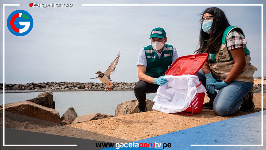 La Punta: Liberan a aves afectadas por derrame de petróleo
