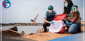 La Punta: Liberan a aves afectadas por derrame de petróleo