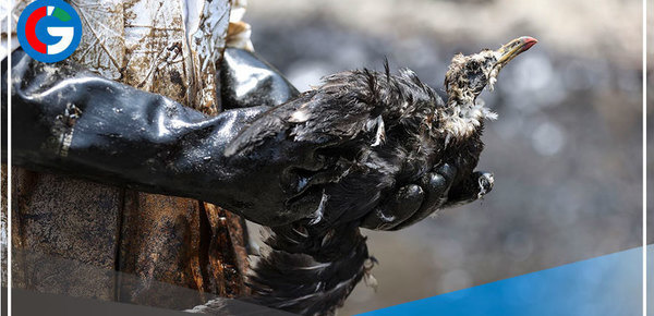 Todo lo que ocurrió a un mes del mayor desastre ecológico en el mar peruano 