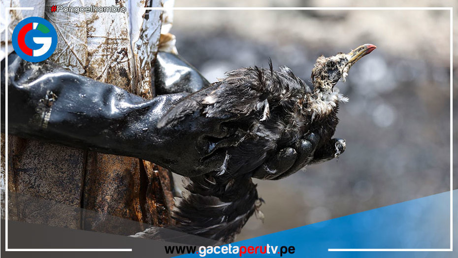 Todo lo que ocurrió a un mes del mayor desastre ecológico en el mar peruano