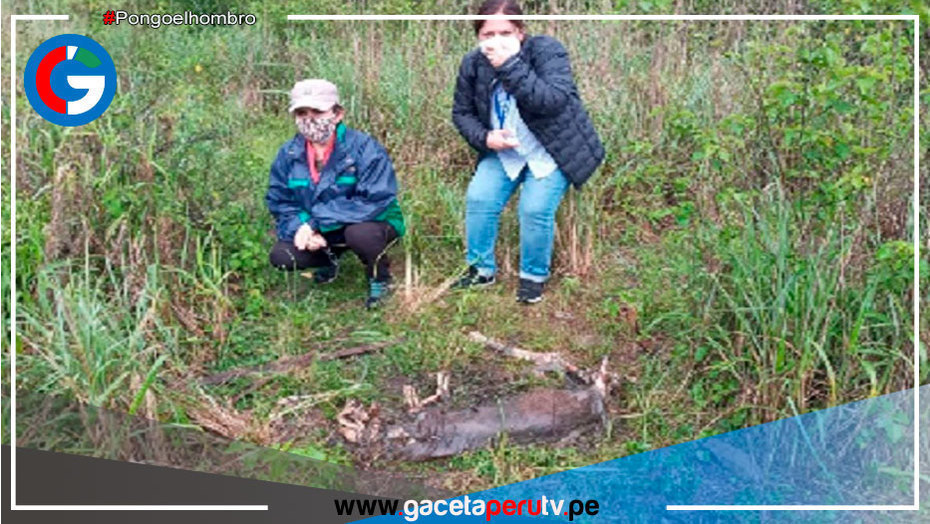 La Libertad: Investigan muerte de puma andino en Otuzco