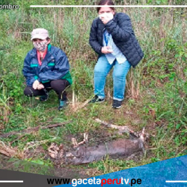 La Libertad: Investigan muerte de puma andino en Otuzco 