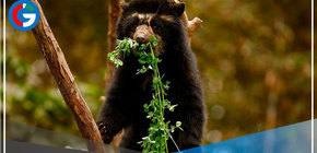 San Miguel: conoce a los osos Maini, Ukuko, Ukumari, Connie y Estrella 