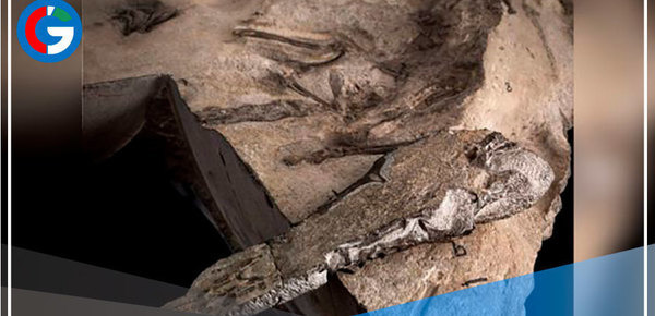 Identifican a la mayor especie de pterosaurio jurásico jamás excavada en Escocia