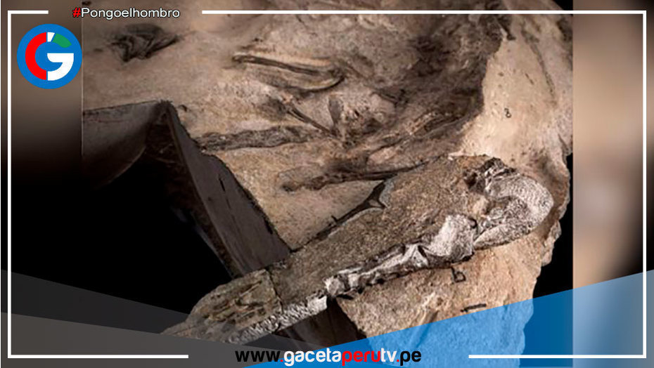Identifican a la mayor especie de pterosaurio jurásico jamás excavada en Escocia