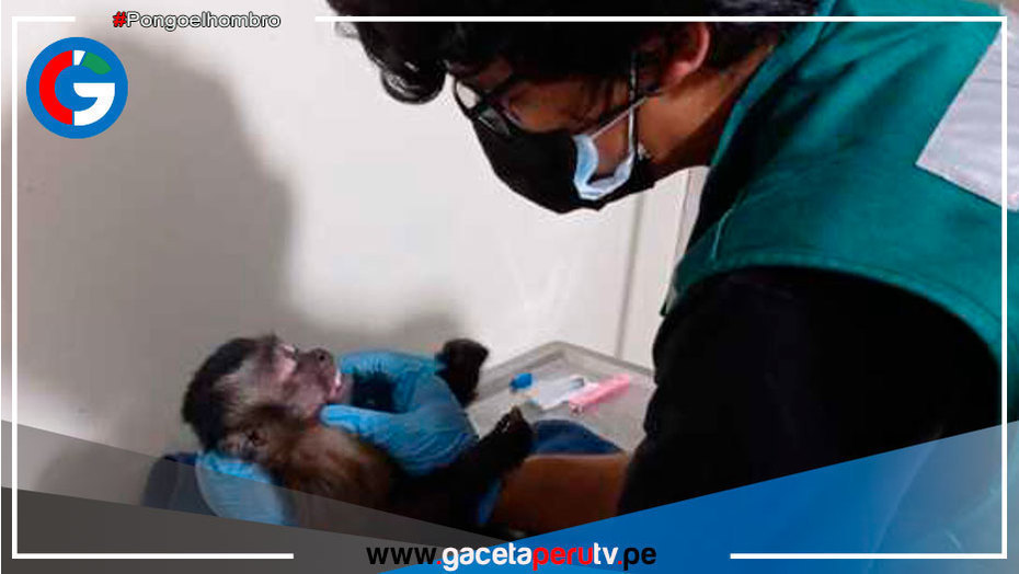 Recuperan a mono machín que merodeaba los techos de las casas en el Callao
