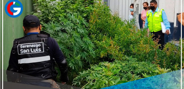 Serenazgo de San Luis y PNP erradican marihuana plantada en áreas verdes