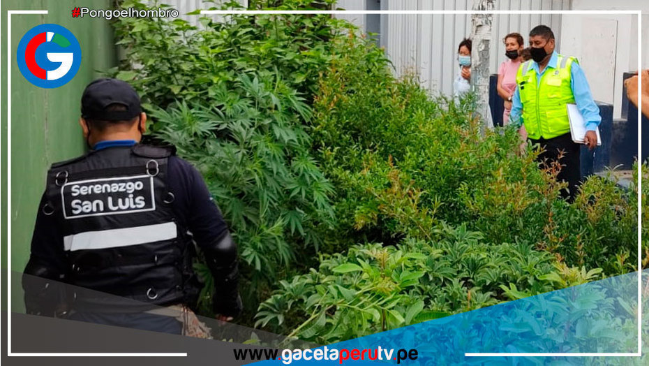 Serenazgo de San Luis y PNP erradican marihuana plantada en áreas verdes