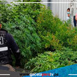 Serenazgo de San Luis y PNP erradican marihuana plantada en áreas verdes