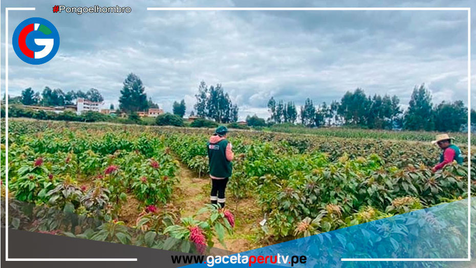 Cajamarca: Investigan potencial de la kiwicha para desarrollar variedades de alto valor genético