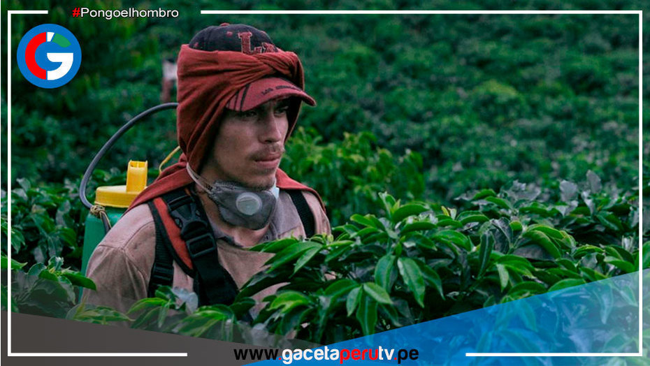 Película colombiana La Roya inaugurará Festival de Cine de Cartagena- FICCI 61