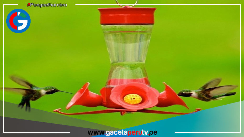 Colocan bebederos para colibríes en Piura